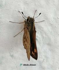 Hylephila phyleus phyleus