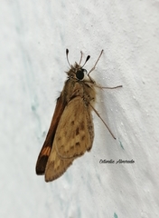 Hylephila phyleus phyleus