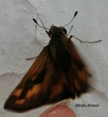 Hylephila phyleus phyleus