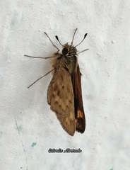 Hylephila phyleus phyleus