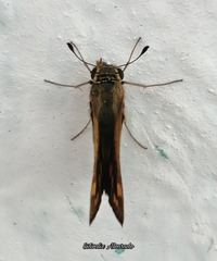 Hylephila phyleus phyleus