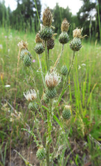 Cirsium cymosum canovirens