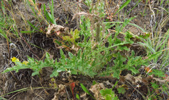 Cirsium cymosum canovirens