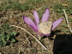 Polyommatus albicans