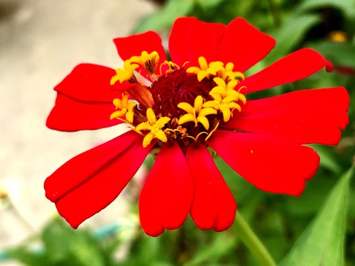 Zinnia elegans