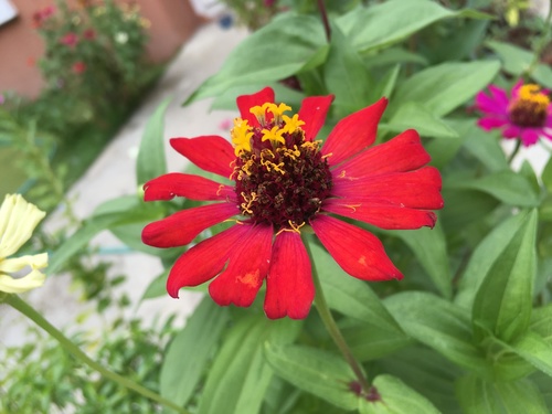 Zinnia elegans
