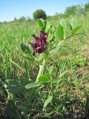 Vicia serratifolia