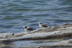 Charadrius dealbatus