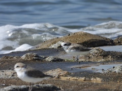 Charadrius dealbatus