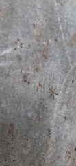 Telostylinus lineolatus