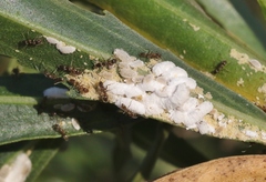 Phenacoccus peruvianus