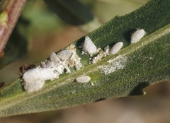 Phenacoccus peruvianus