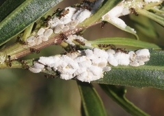 Phenacoccus peruvianus