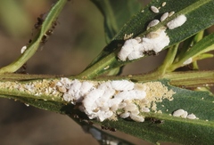 Phenacoccus peruvianus