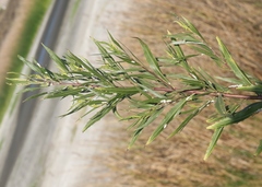 Phenacoccus peruvianus