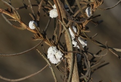 Amonostherium lichtensioides