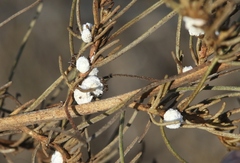Amonostherium lichtensioides