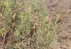 Phenacoccus peruvianus