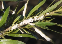 Phenacoccus peruvianus