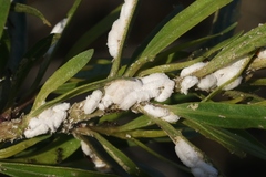 Phenacoccus peruvianus