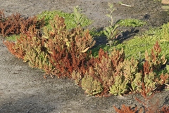Rumex fueginus