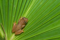 Dendropsophus haraldschultzi
