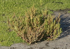 Rumex fueginus