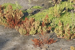 Rumex fueginus