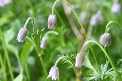 Pulsatilla dahurica