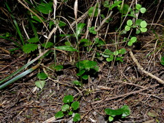 Pterostylis trullifolia
