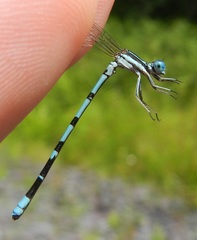 Argia bipunctulata