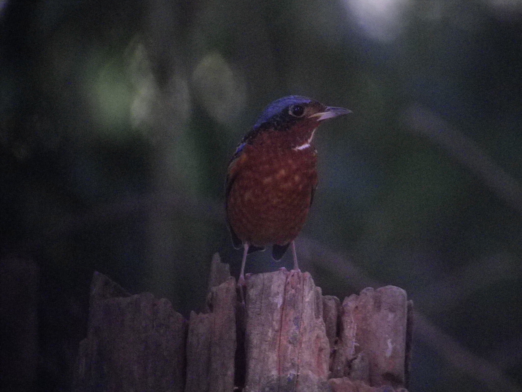 White-throated Rock Thrush