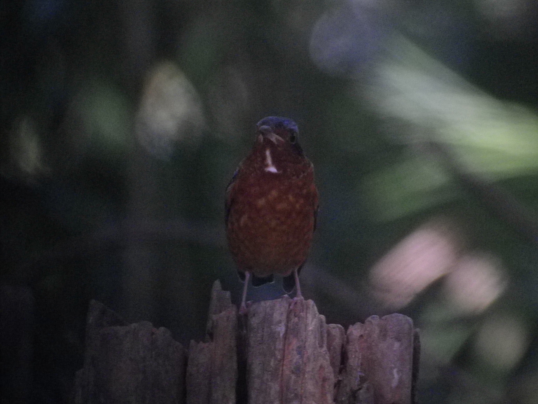 White-throated Rock Thrush