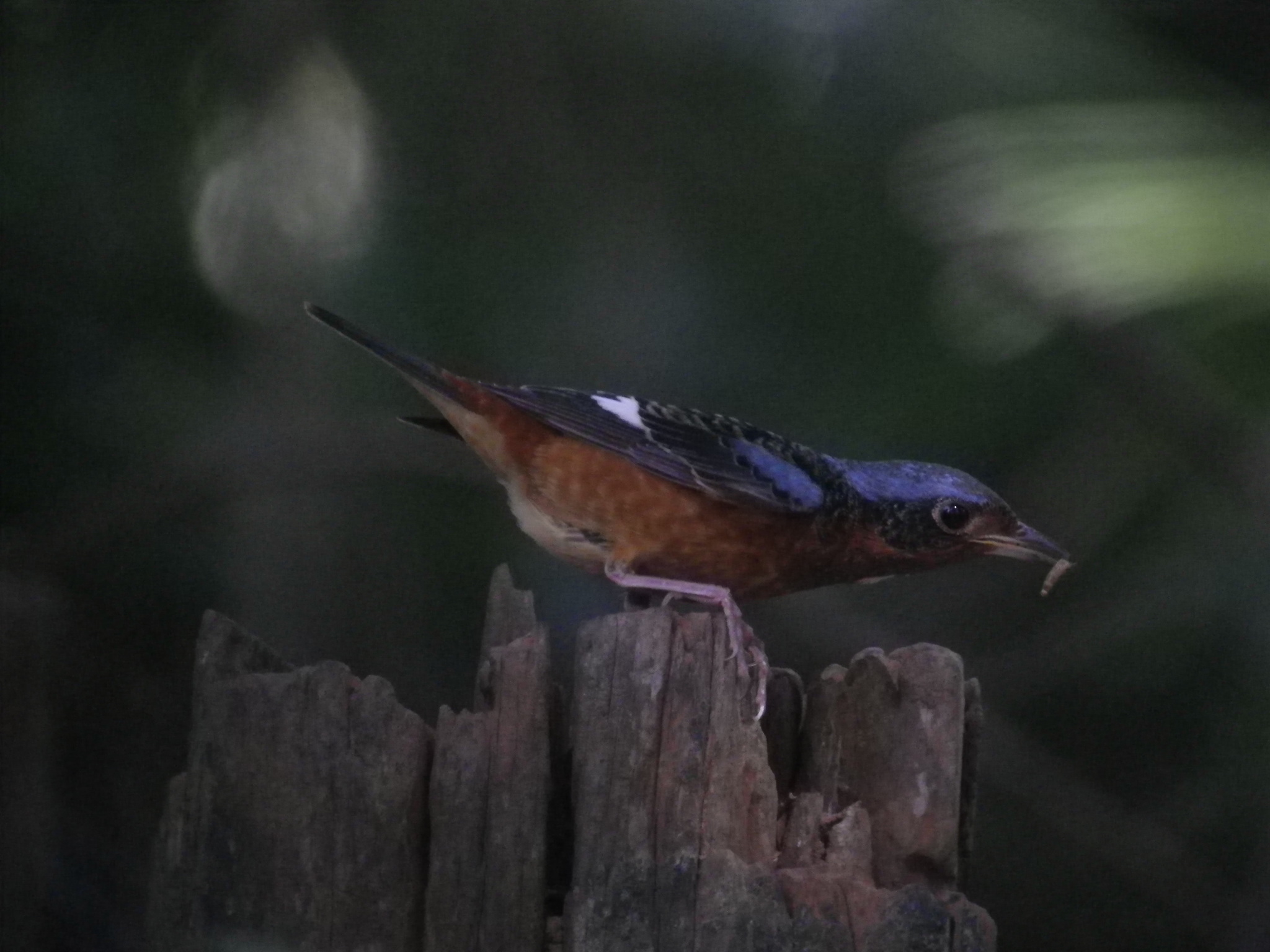 White-throated Rock Thrush