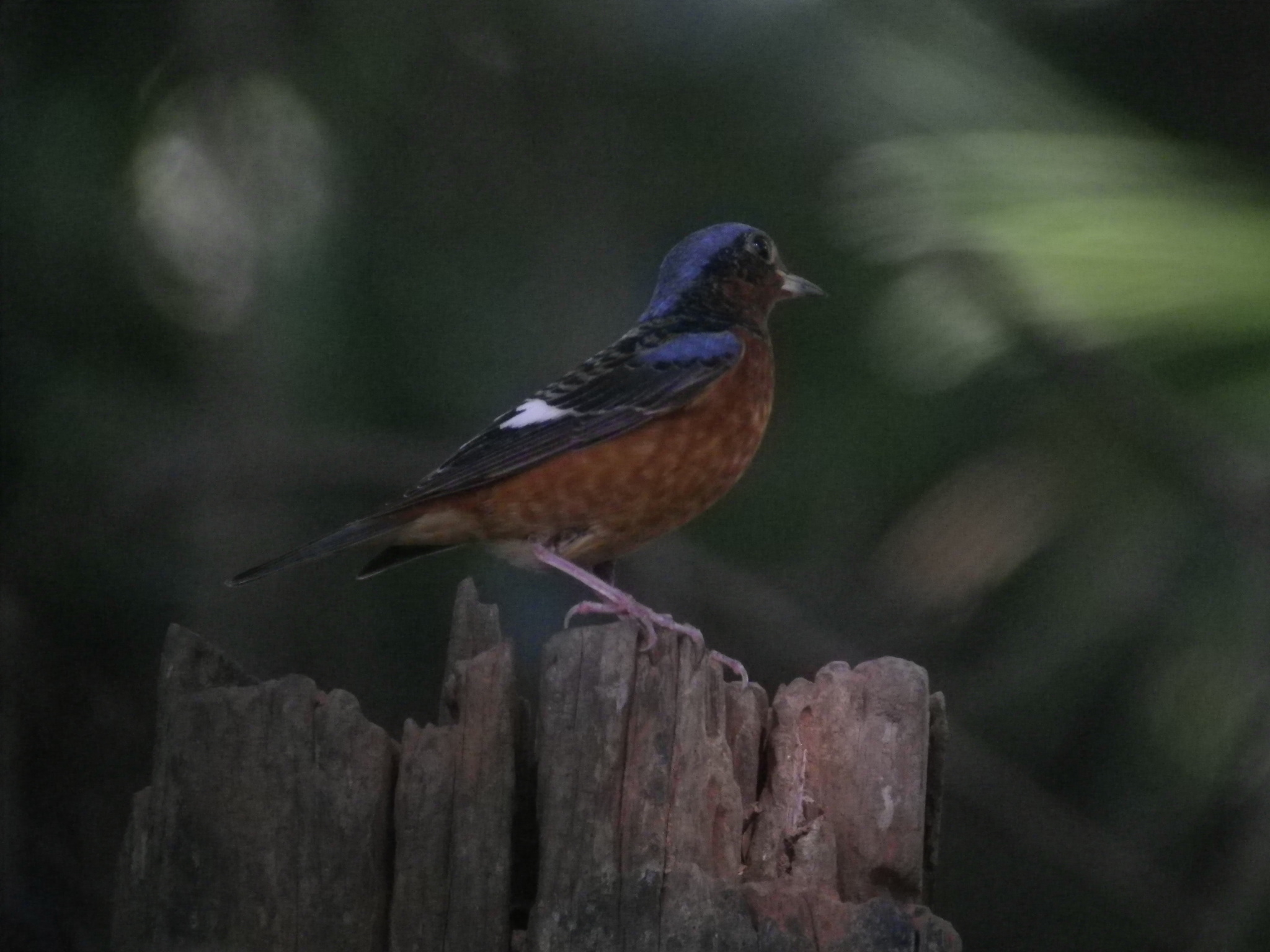 White-throated Rock Thrush