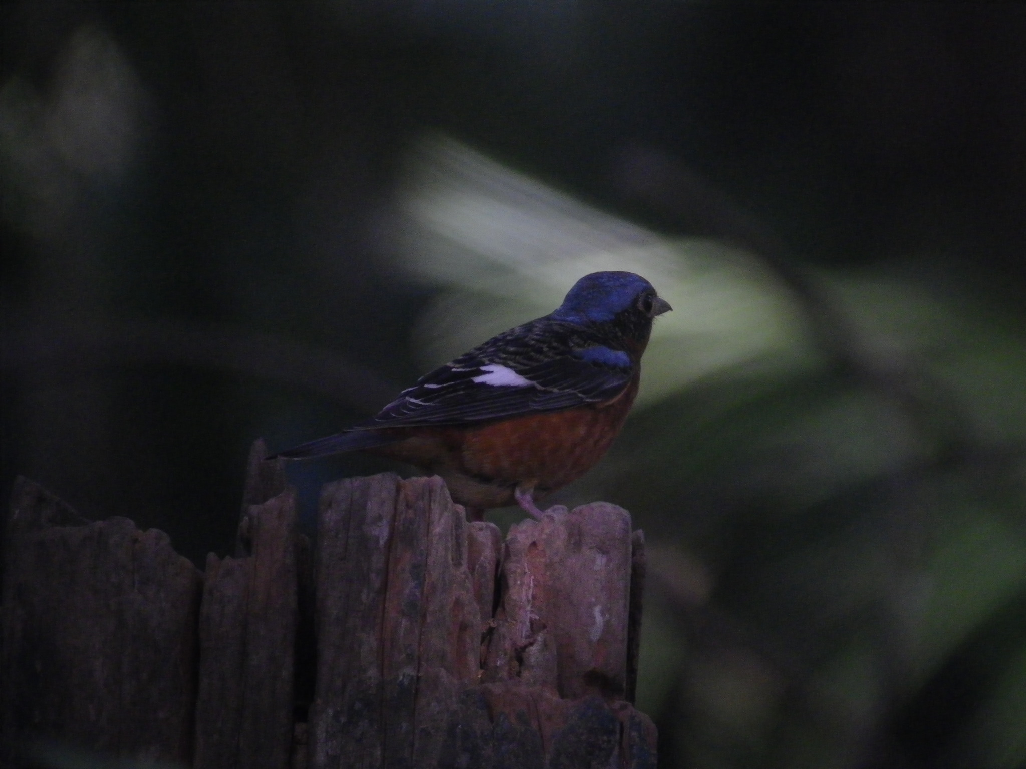 White-throated Rock Thrush