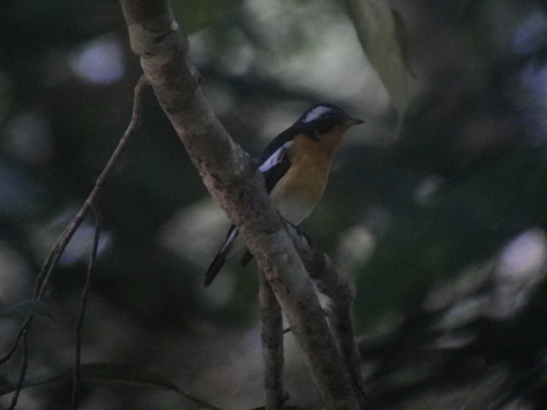 Mugimaki Flycatcher (Ficedula mugimaki), photo 7