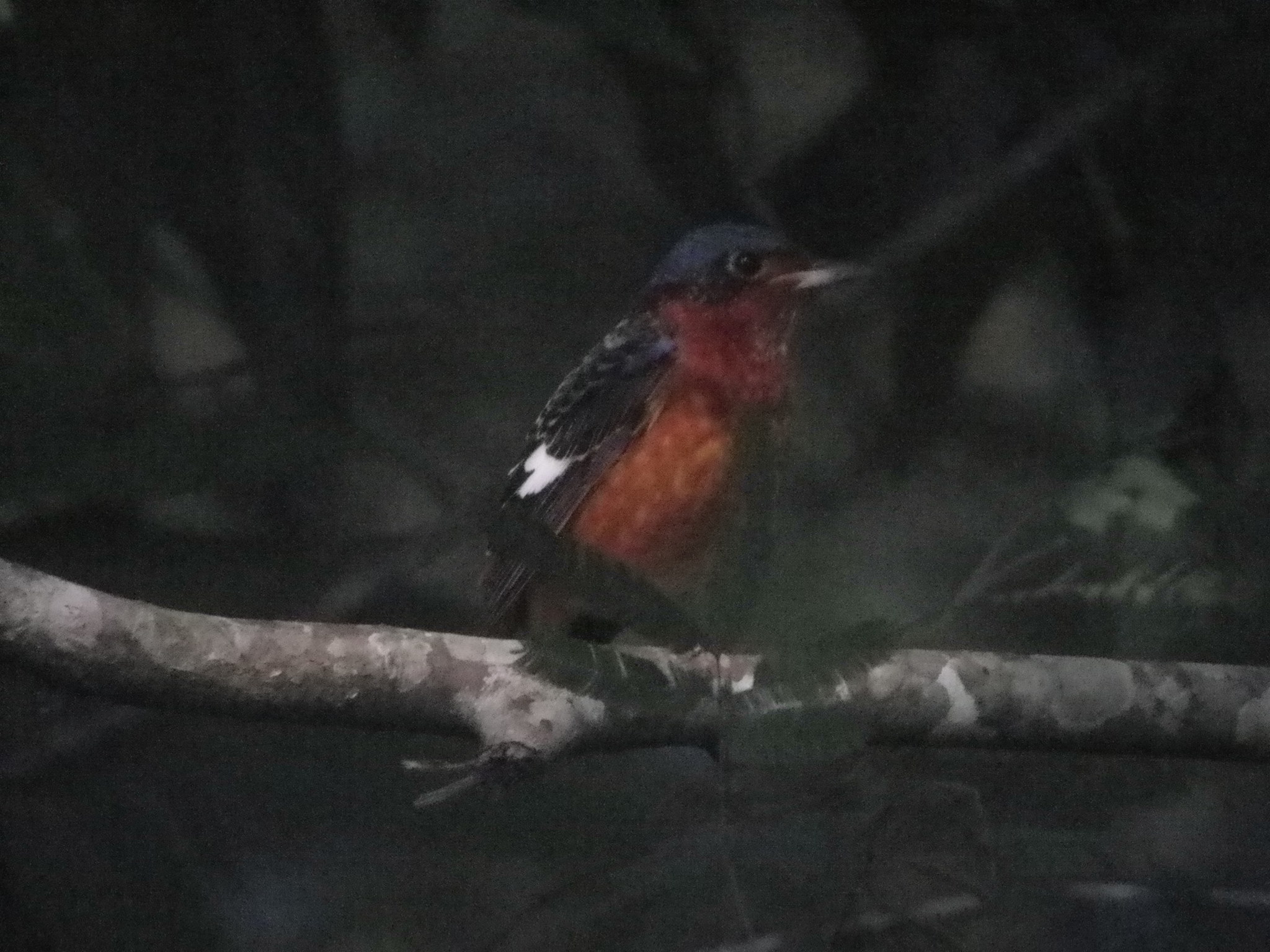 White-throated Rock Thrush