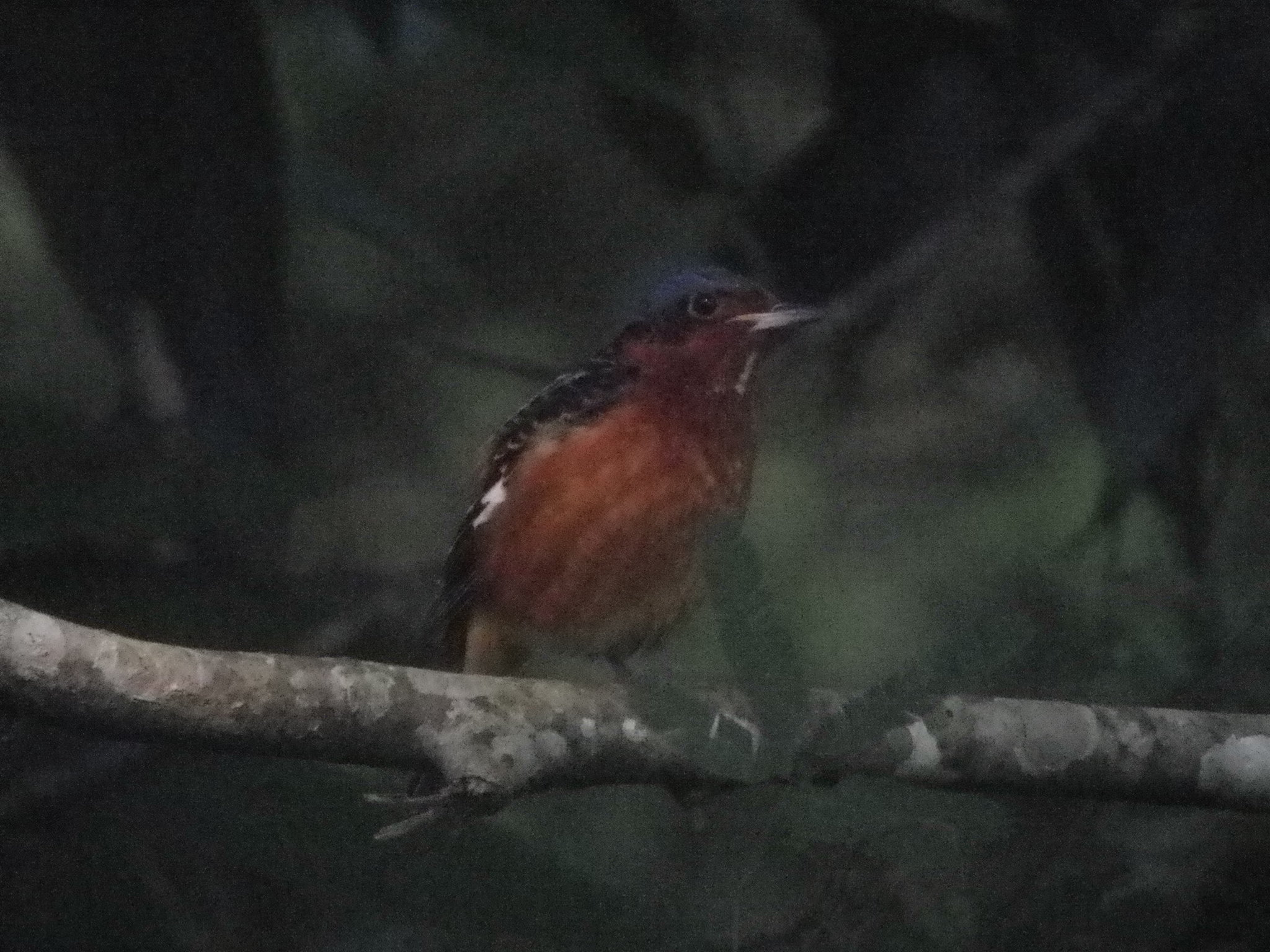 White-throated Rock Thrush