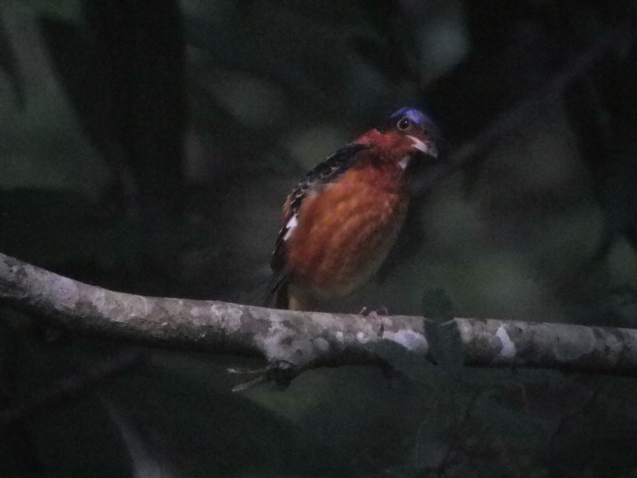 White-throated Rock Thrush