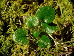 Pterostylis trullifolia