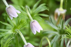 Pulsatilla dahurica