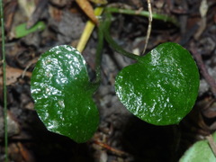Pterostylis trullifolia