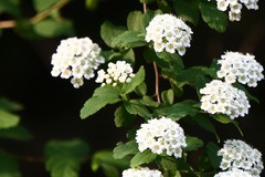 Spiraea ouensanensis
