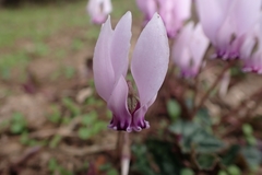 Cyclamen hederifolium