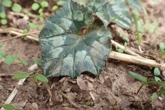 Cyclamen hederifolium