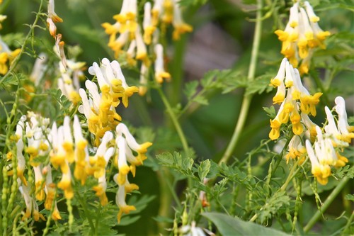 Corydalis speciosa iNat (1)