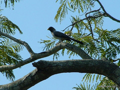 Crinifer piscator