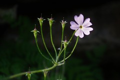 Primula sieboldii