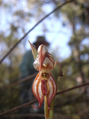 Pterostylis hamata